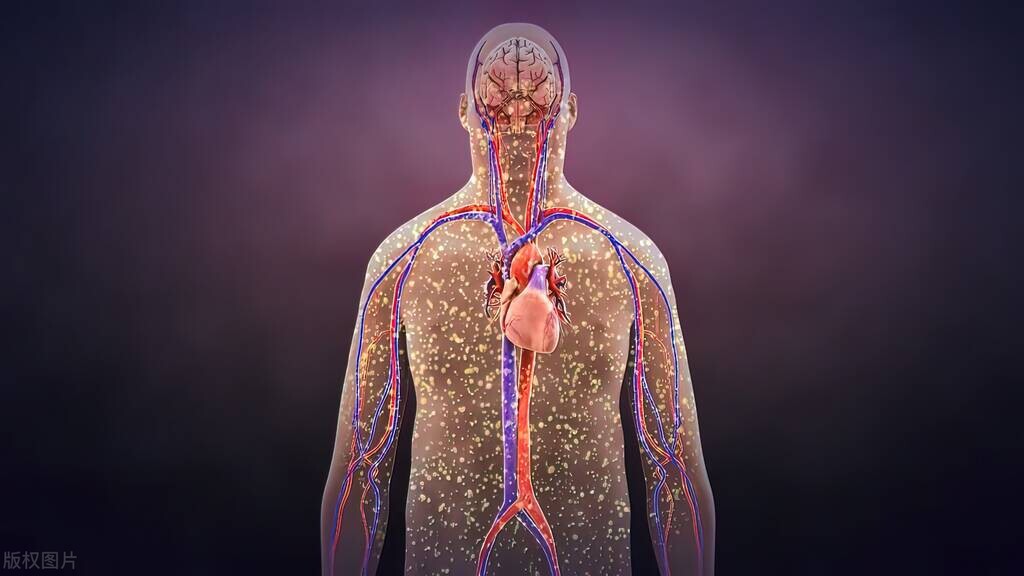 肠道健康与膳食纤维和益生菌,关注肠道益生菌平衡