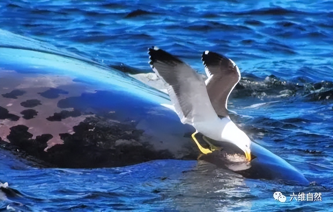 座头鲸张开大嘴捕食,鲸鱼吃巨鲸