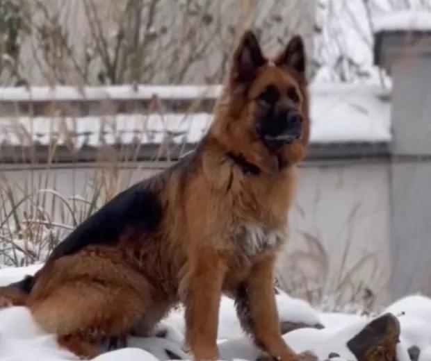 汪汪队立大功狗狗都是什么品种,汪汪队中的11个狗狗品种