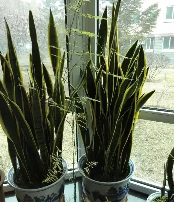 什么花吸甲醛效果最好而且无毒,什么花吸甲醛高档