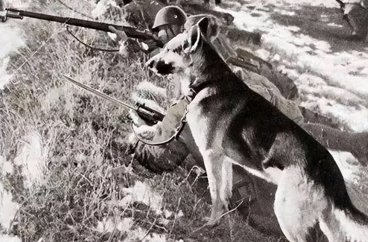 1939年鬼子狼狗部队“无人可挡”,董翰良训化中华田园犬,轻松制服