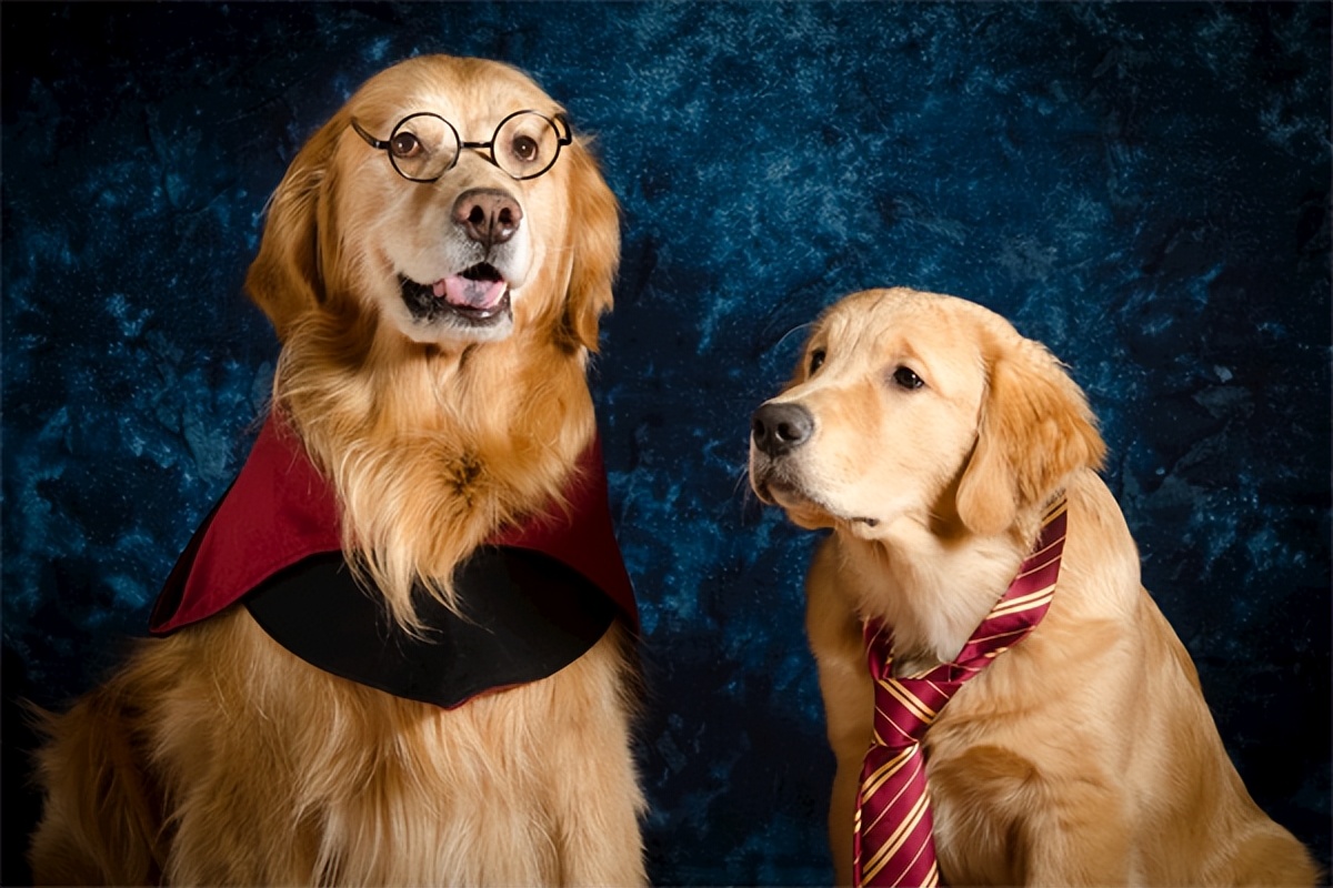 幼犬普安特感冒药,狗狗用普安特感冒药靠谱吗