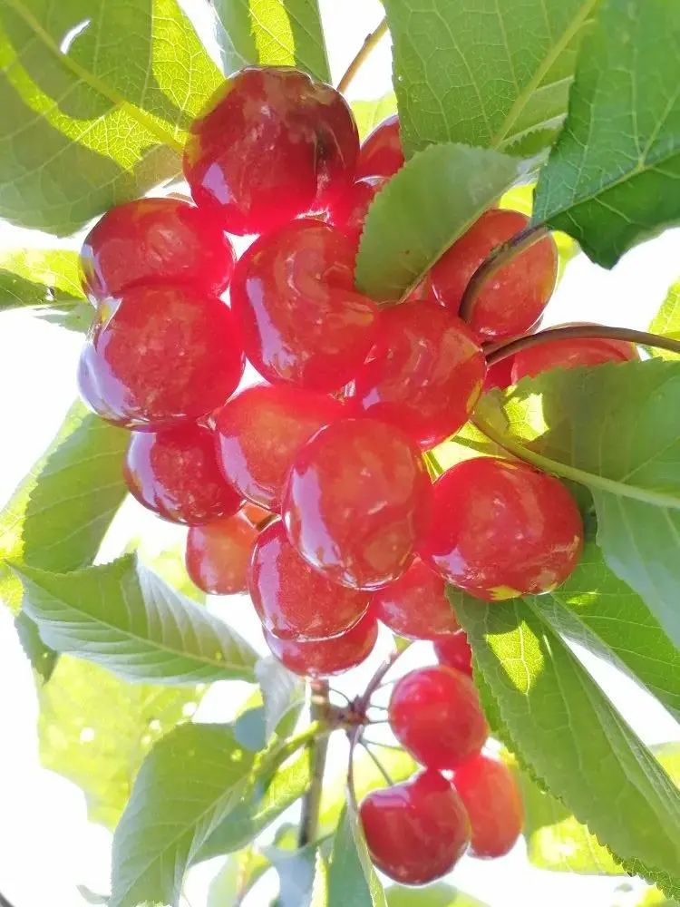 曾家山的车厘子红啦！绯红爆汁，口感min甜~
