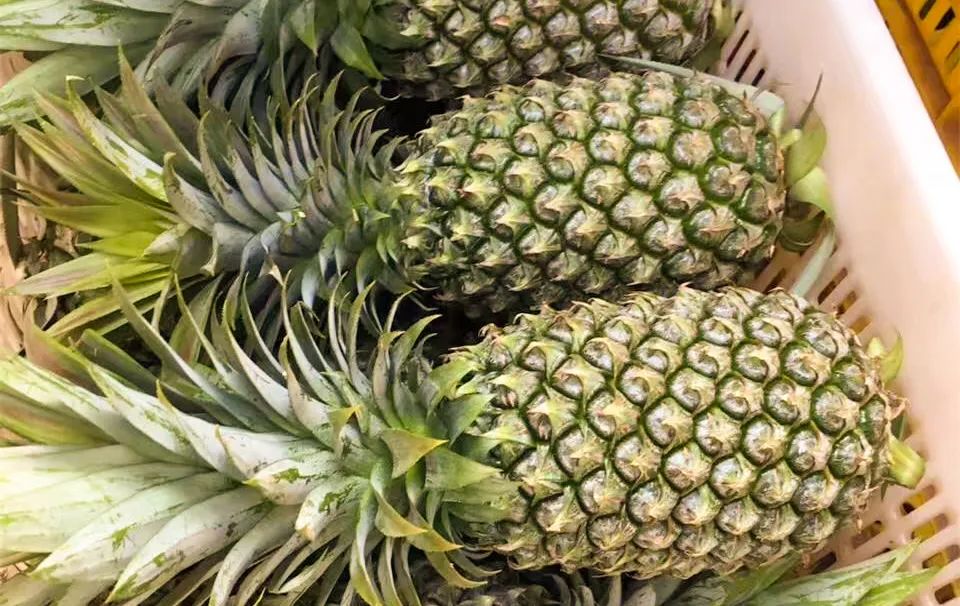 现在为什么菠萝很少凤梨很多,市场上的菠萝和凤梨怎么区分