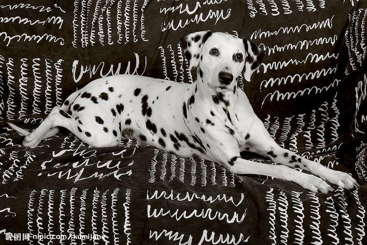 斑点狗这么可爱为什么很少人养,斑点狗为什么是禁养犬