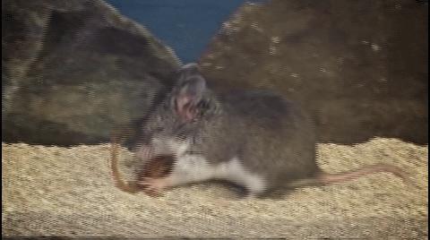 世界最毒的十种蝎,世界上最强的毒蝎排名