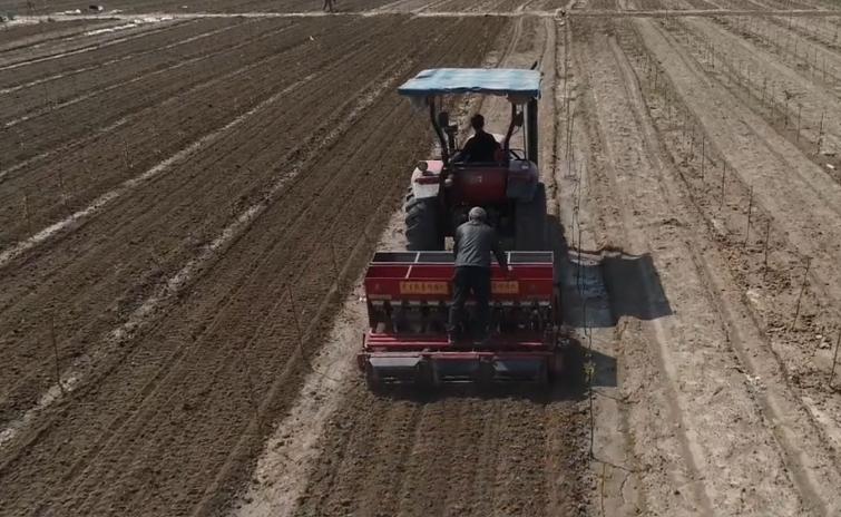 花生什么时候种植怎么种产量更好,花生每亩产量2000斤的种植技术