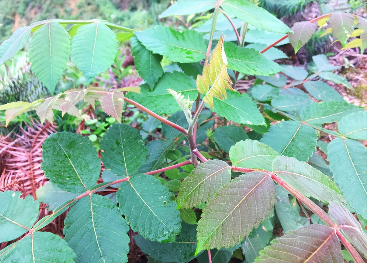 盐肤木为什么叫五倍子,盐肤木果实是五倍子吗
