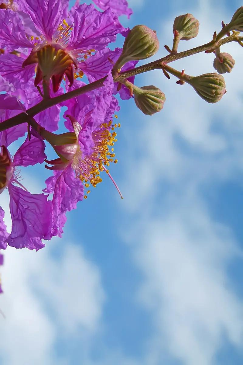 紫薇花壁纸高清全屏,唯美紫壁纸