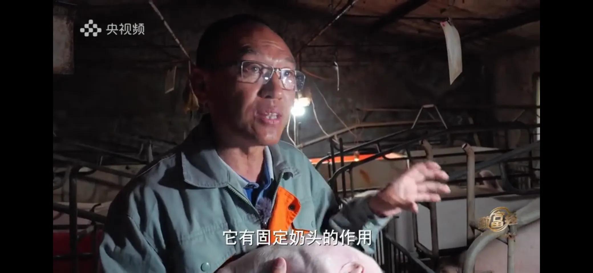 小伙子养猪5年后挣钱5多亿,农村小伙养猪赚过亿