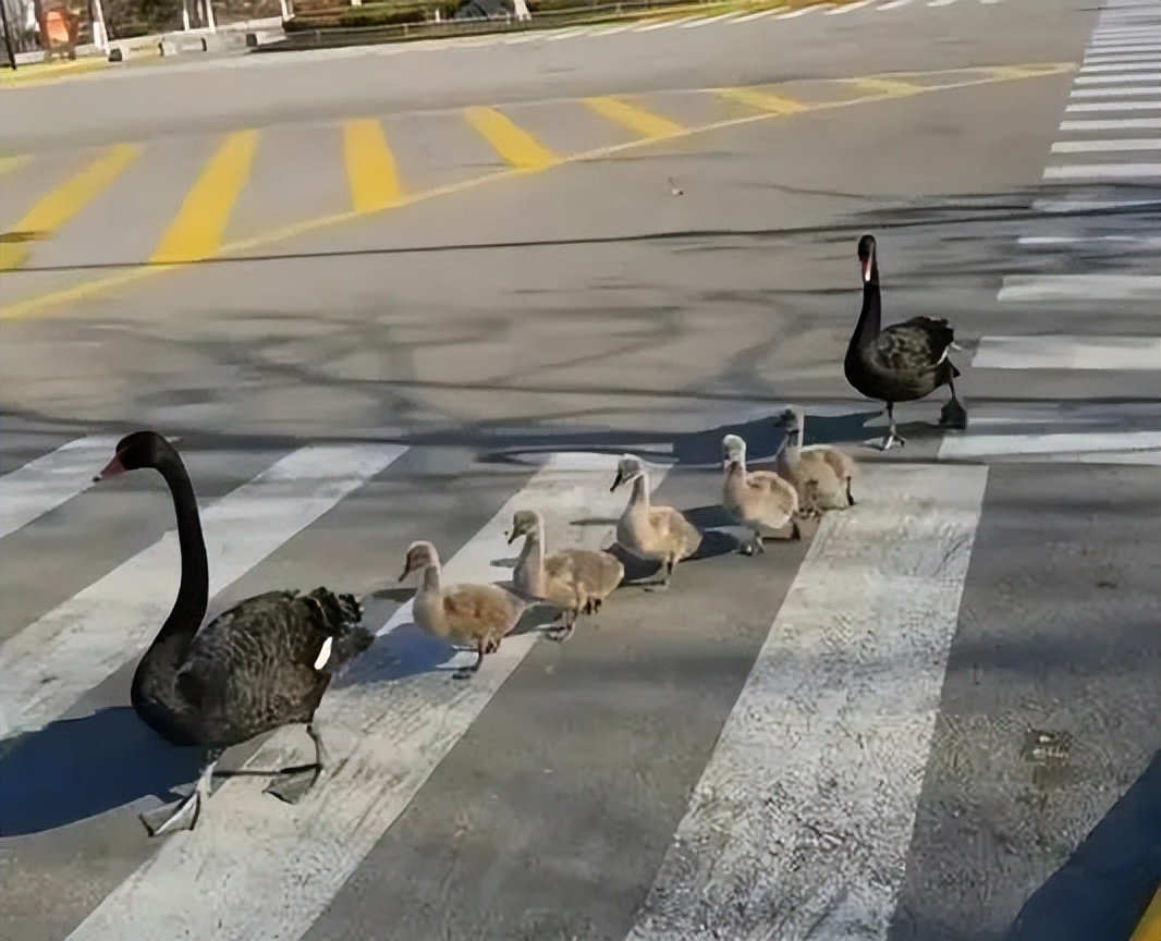 被黑天鹅打了,被黑天鹅攻击了