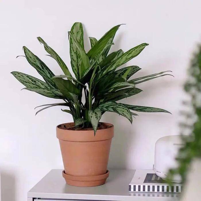 最耐阴的十大室内植物盆栽有哪些,什么植物除室内毒气