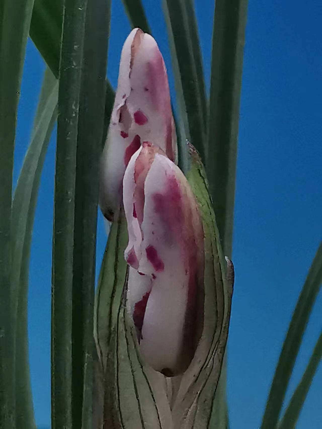 欣赏牡丹花开视频,牡丹各品种的花芽
