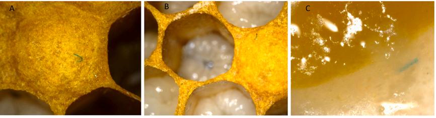 警惕蜜蜂,科学家对蜜蜂的研究