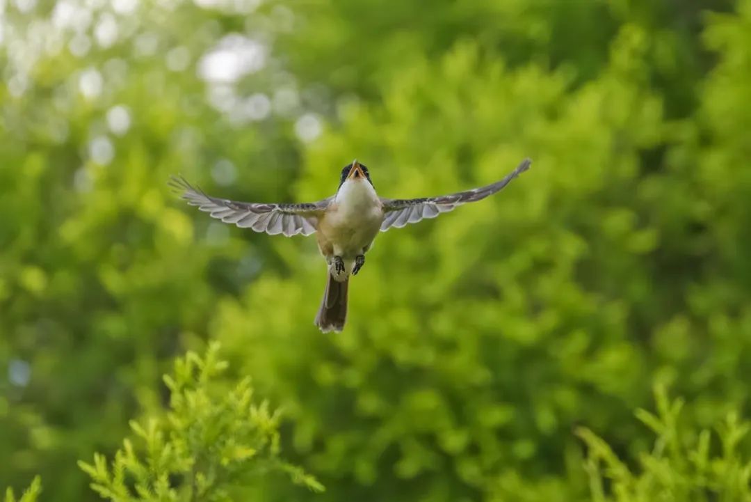 刘兵兵摄像,刘兵摄影师新闻