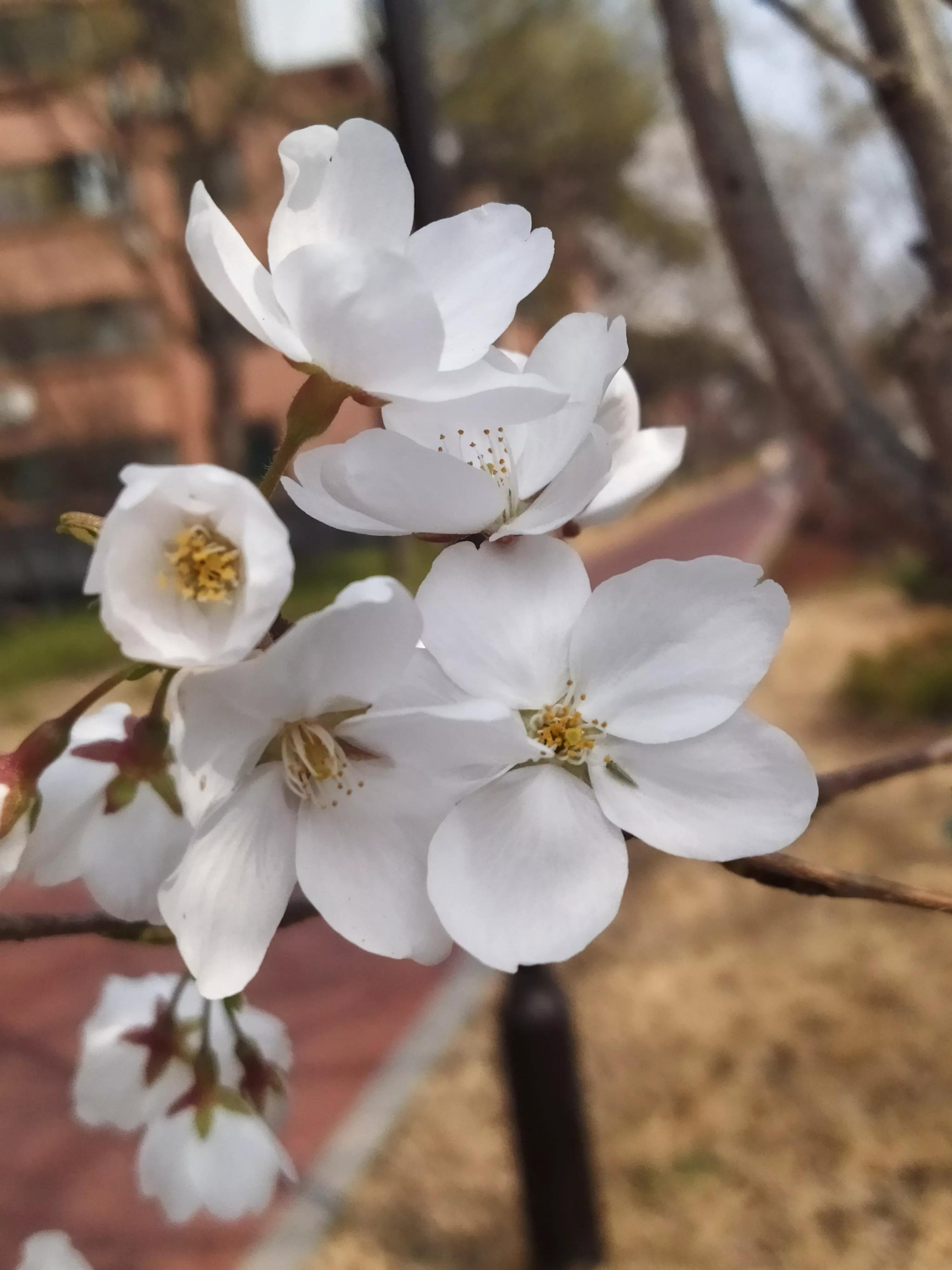樱花烂漫的唯美句子,樱花烂漫