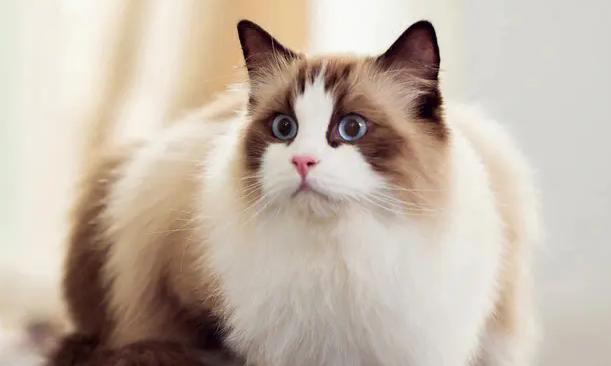 猫咪能不能吃火腿肠,猫咪不能吃的水果和蔬菜