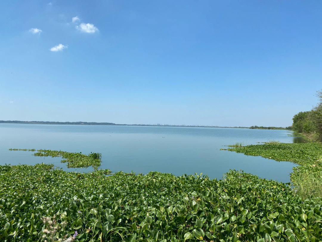 武昌鱼和鳊鱼价格的区别,武昌鱼与鳊鱼区别图片