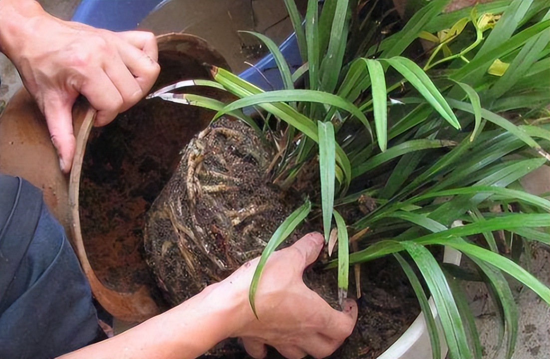 给花草换盆打理花草,给花卉换盆的四点注意事项是什么