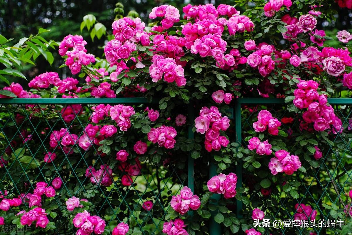 生如夏花灿烂的时候,生如夏花绚烂绽放歌曲视频