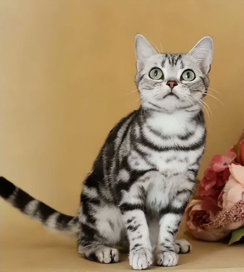 美短品种的猫乖吗,美短猫聪明不聪明