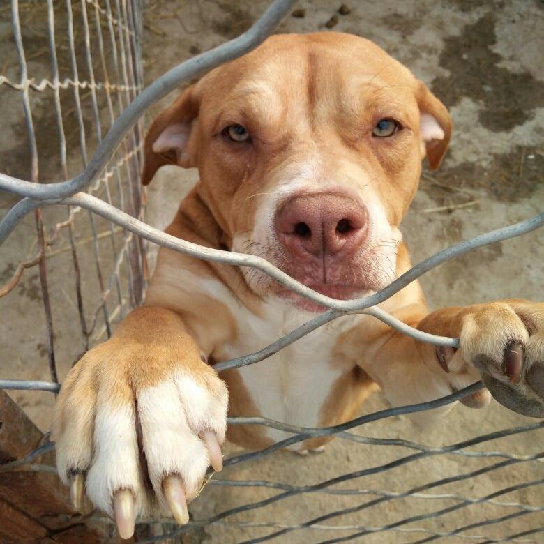 养公狗对身体的好处,养公狗的好处与功效