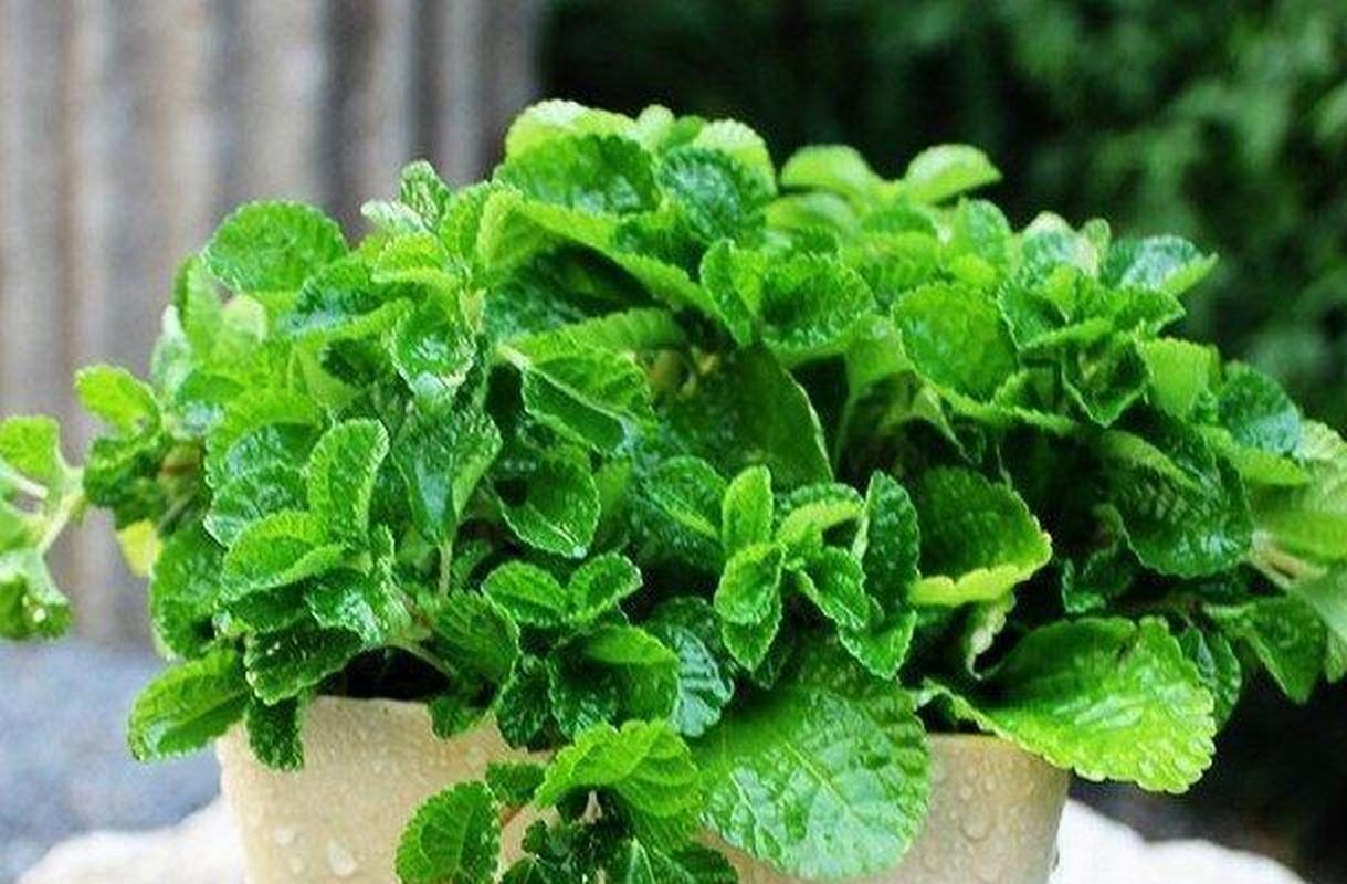 家养的薄荷生虫了怎么办,夏天薄荷枯萎怎么回事