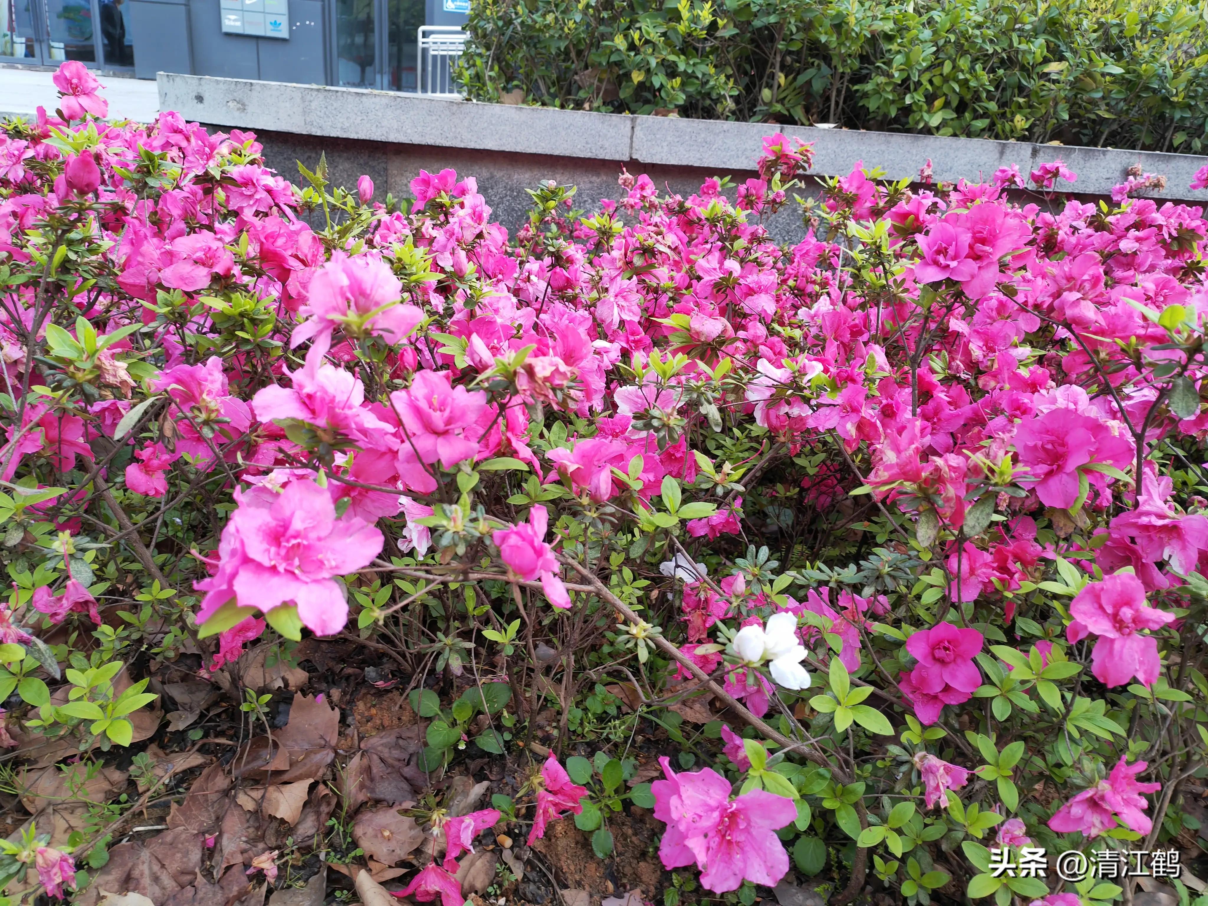 映山红扦插繁殖方法,映山红的扦插繁殖方法