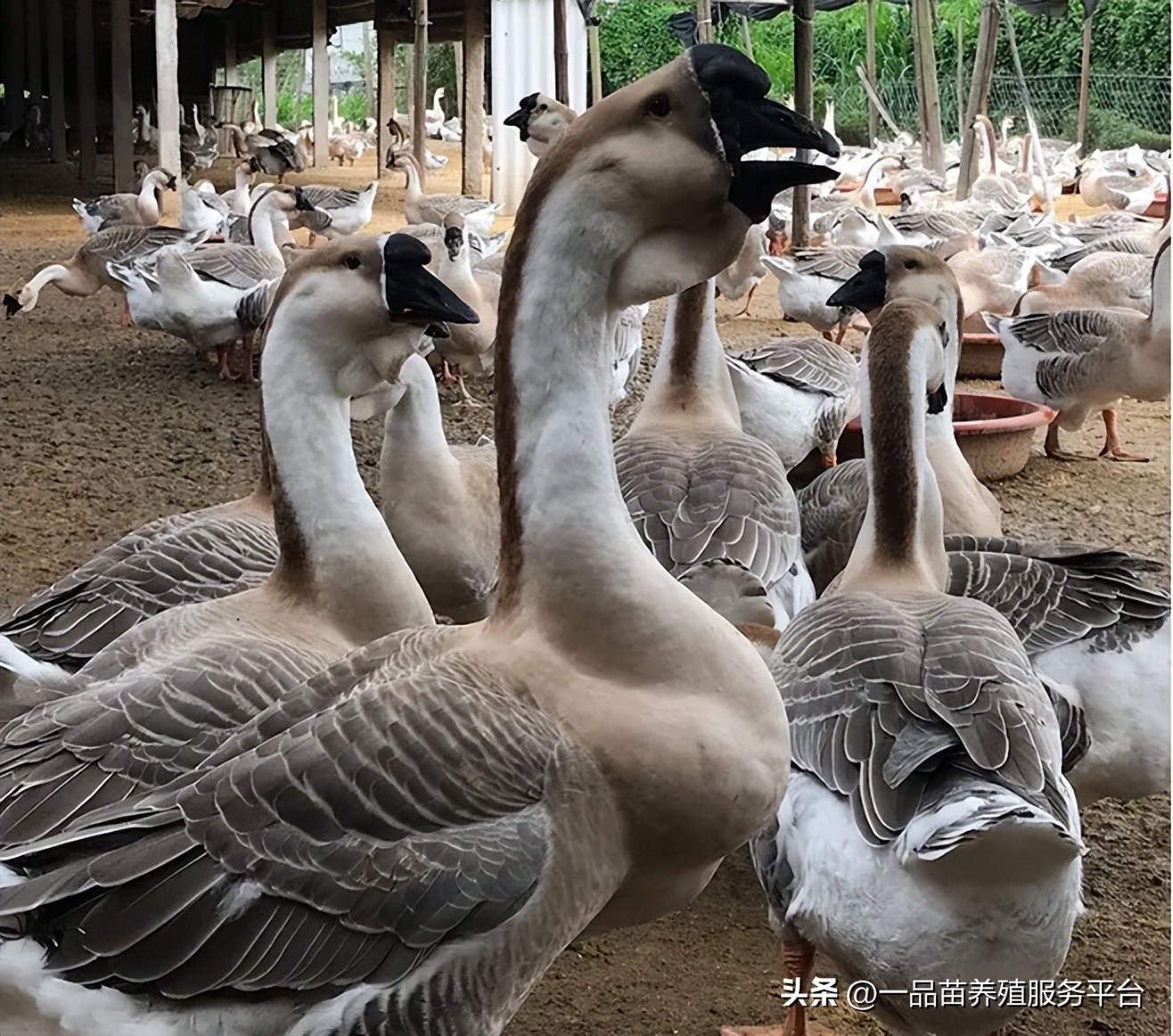 今年中秋鹅的价格能上去吗,今年下半年养鹅行情