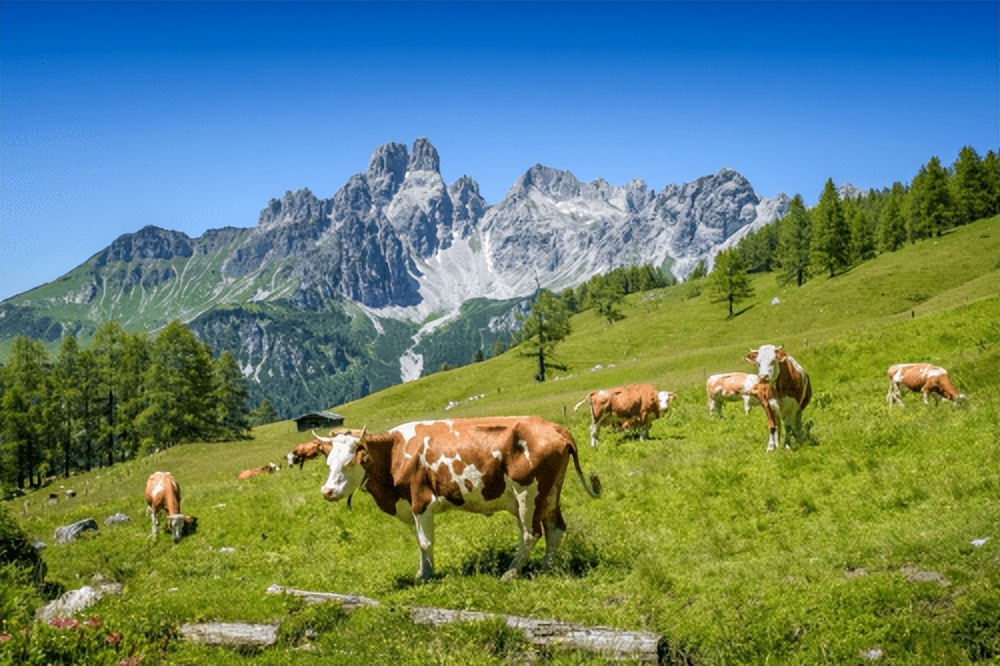 港版喜宝奶粉官方旗舰店,香港喜宝4段奶粉