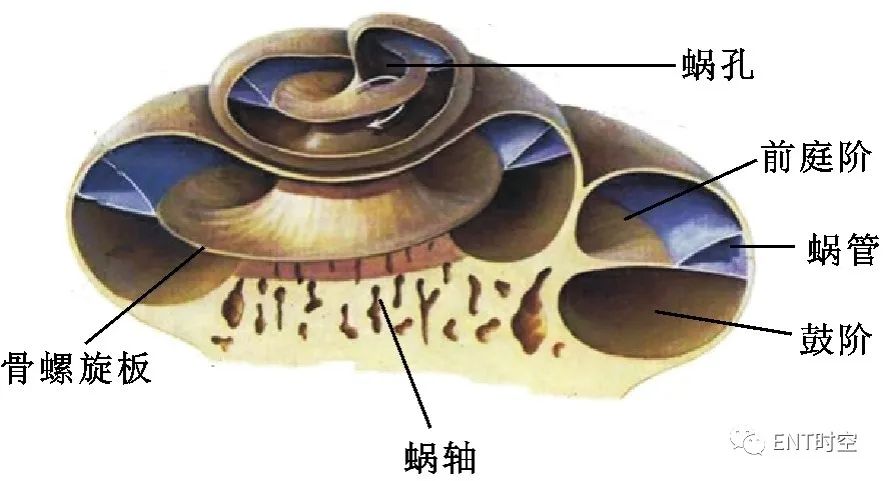 耳部解剖结构和生理功能,耳部解剖笔记