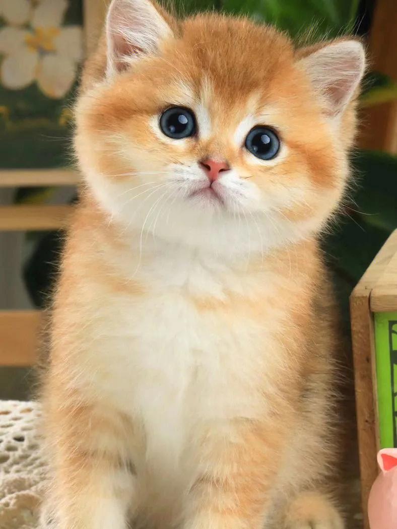 灰色猫咪是什么品种,玳瑁猫咪是什么品种