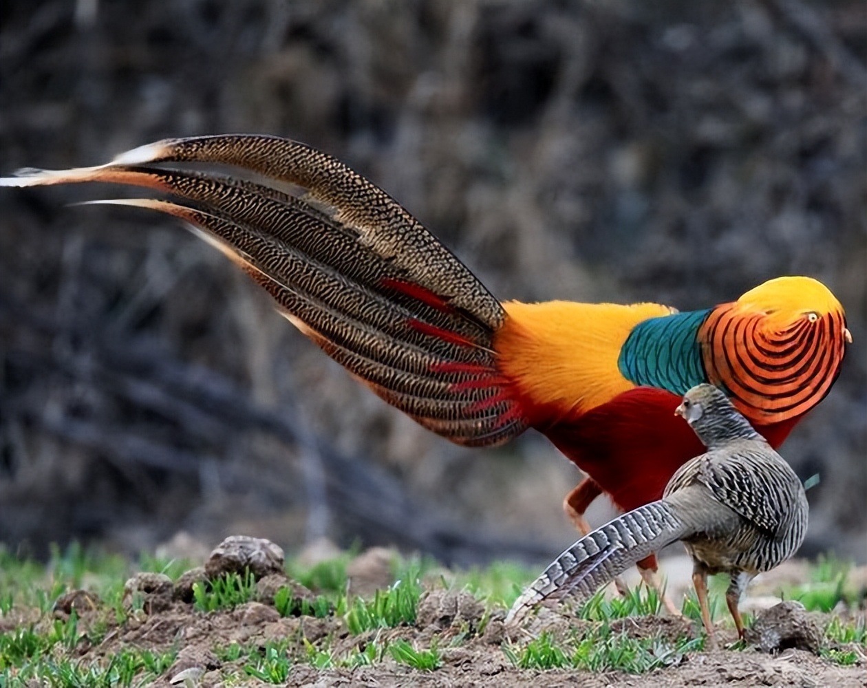 青岛上空凤凰,自然界有真凤凰鸟吗