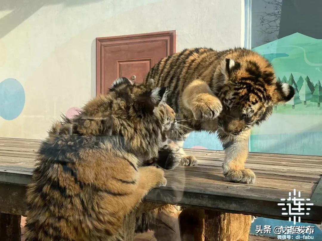 7天7.48亿，↑54.55%！