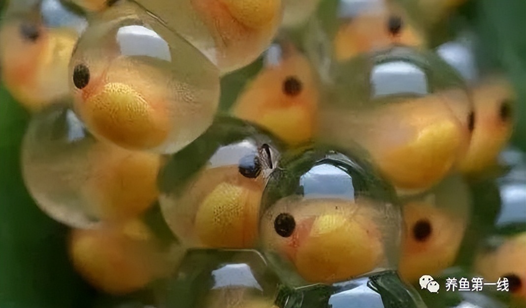 鱼卵水霉,鱼卵出现水霉病
