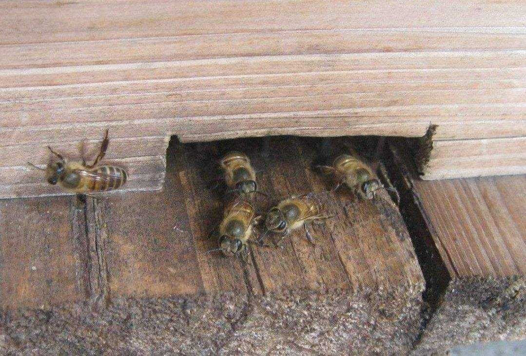 实验产生的怪物,实验室巨型怪物真实事件