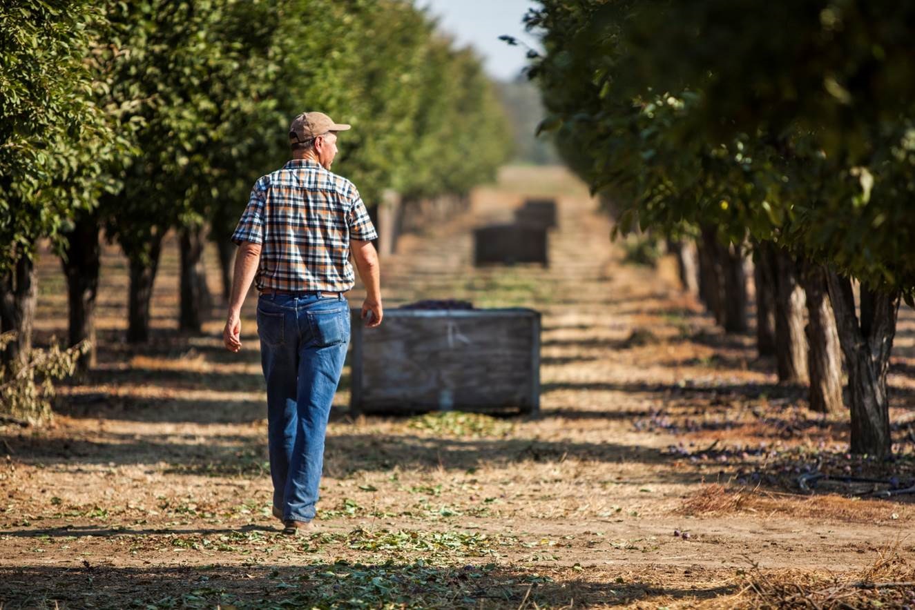 加州西梅，不负绿色美好生活