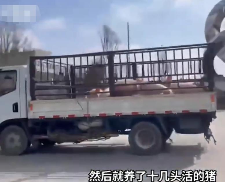 学校成“养猪场”？吉林一高校为保障隔离学生饮食，举动让人欣慰