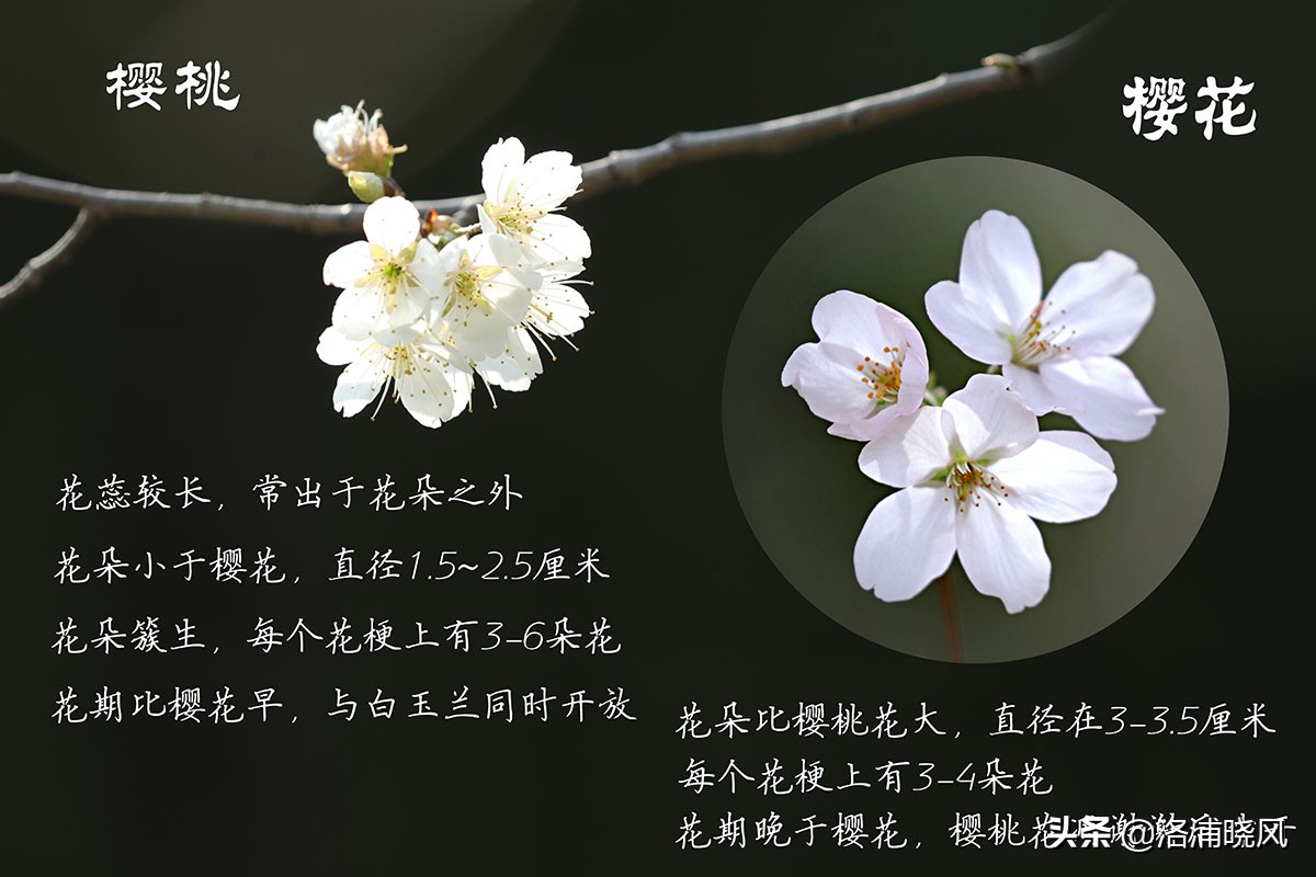 樱桃花和东京樱花区别,樱花和山樱桃花是一样的吗