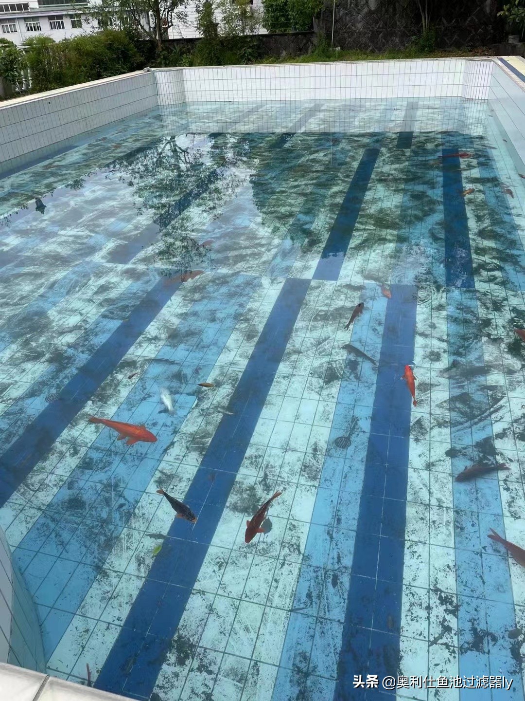 锦鲤鱼池清洗方法,鱼池里锦鲤总是死