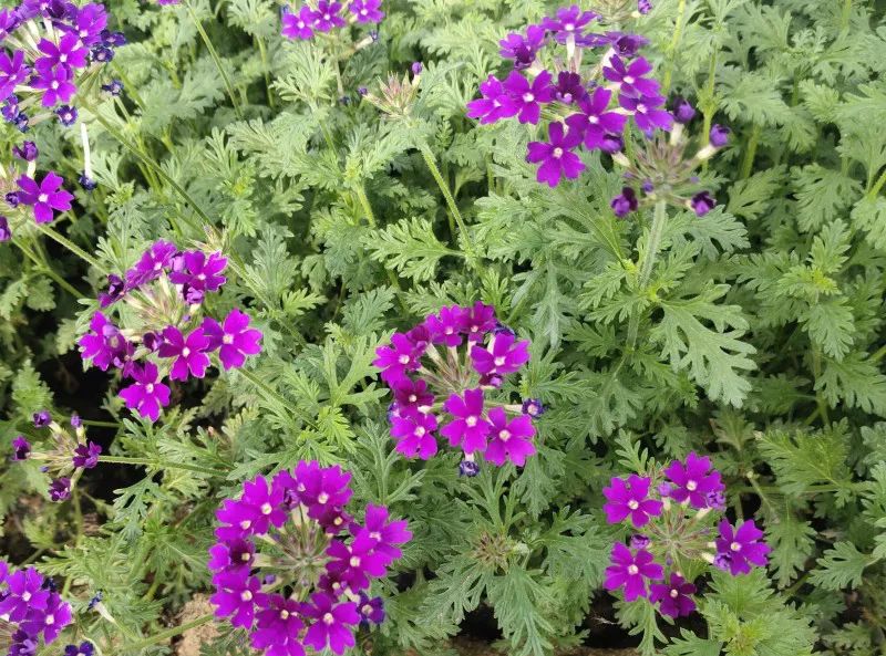 草花种子怎么播种大面积比较好,草花的种子几月份播种最好