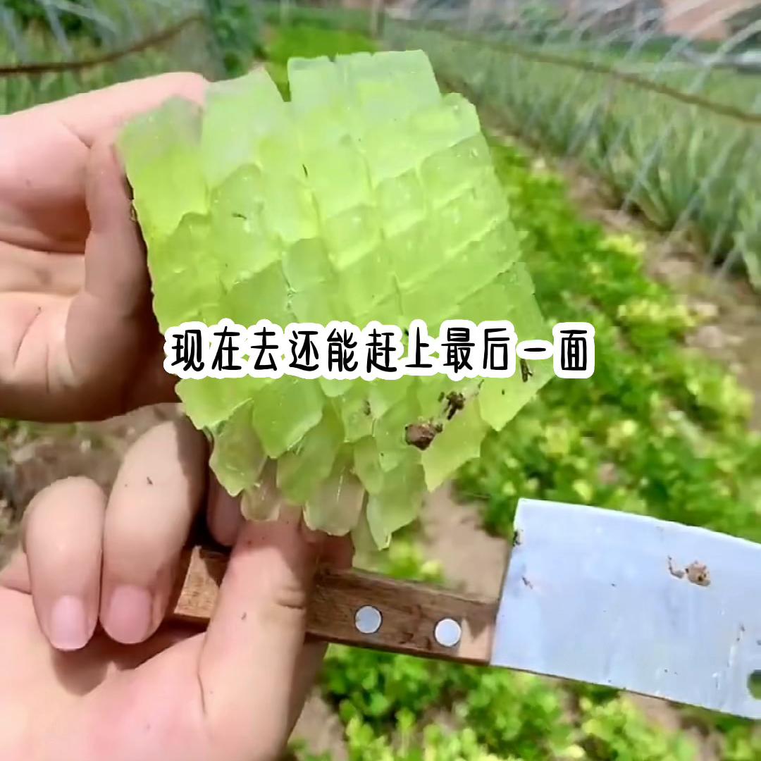 宝宝真爱@DOU+小助手