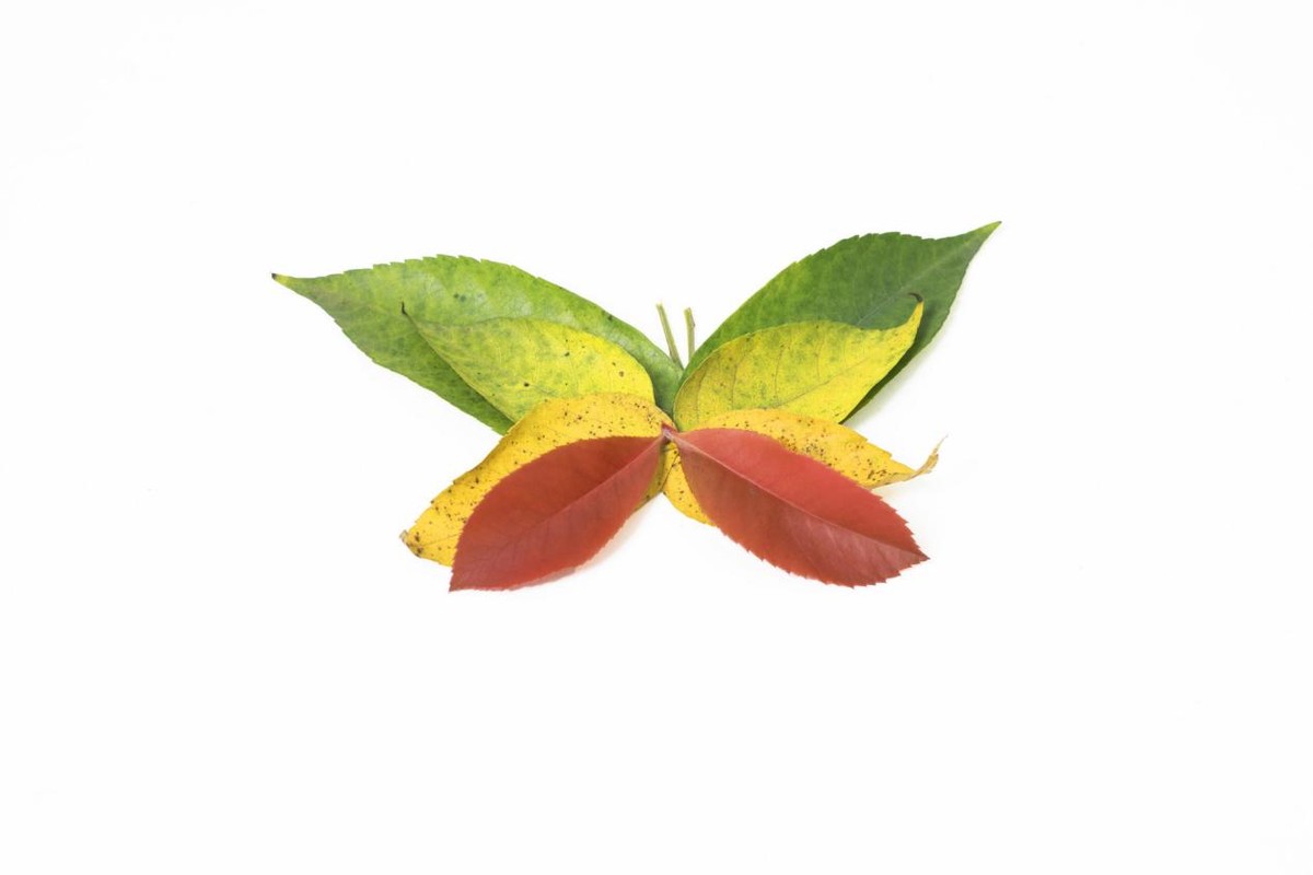 森田疗法治强迫症社交恐惧症,易经讲社交恐惧症