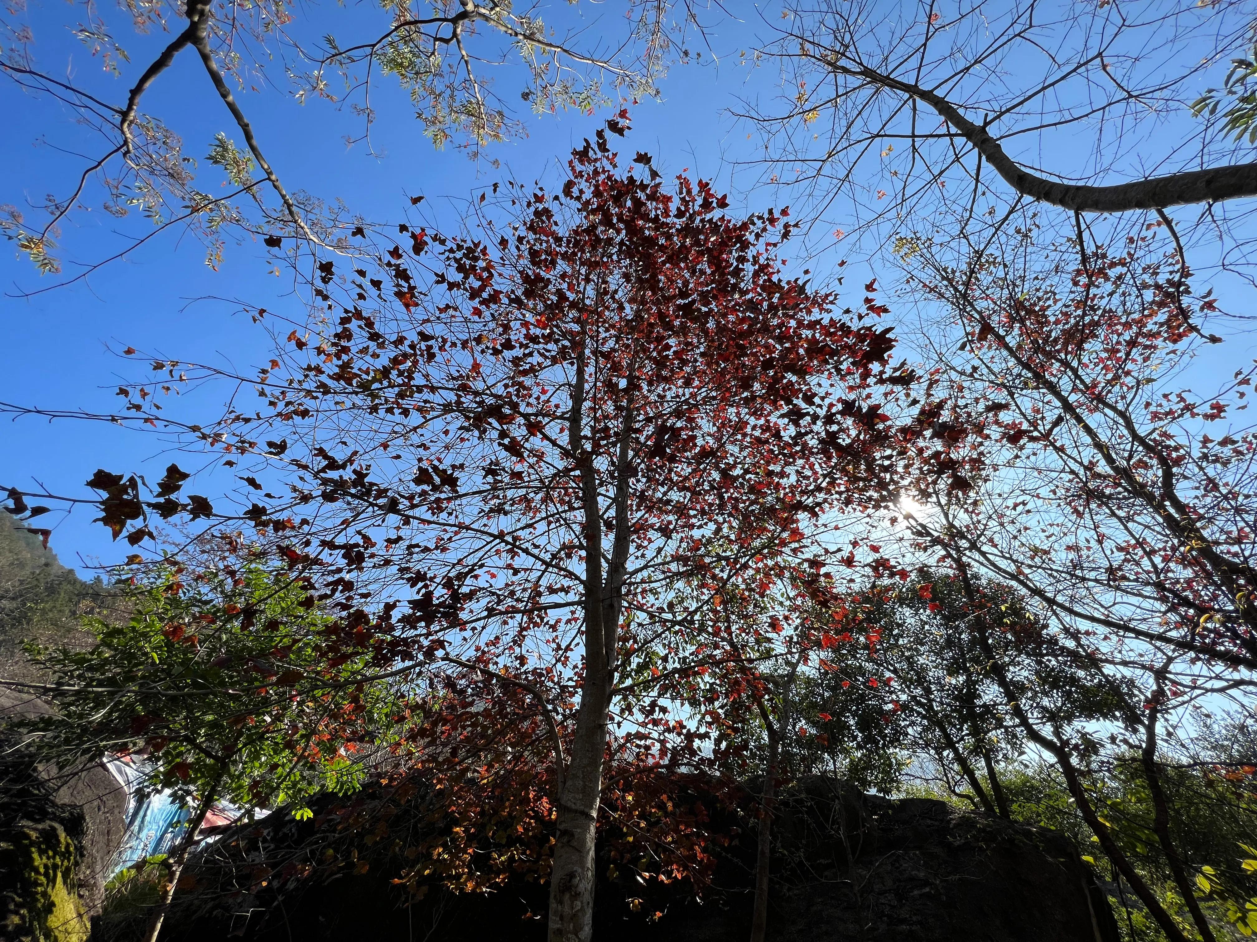 韶关新丰云髻山介绍,广东新丰云髻山旅游攻略
