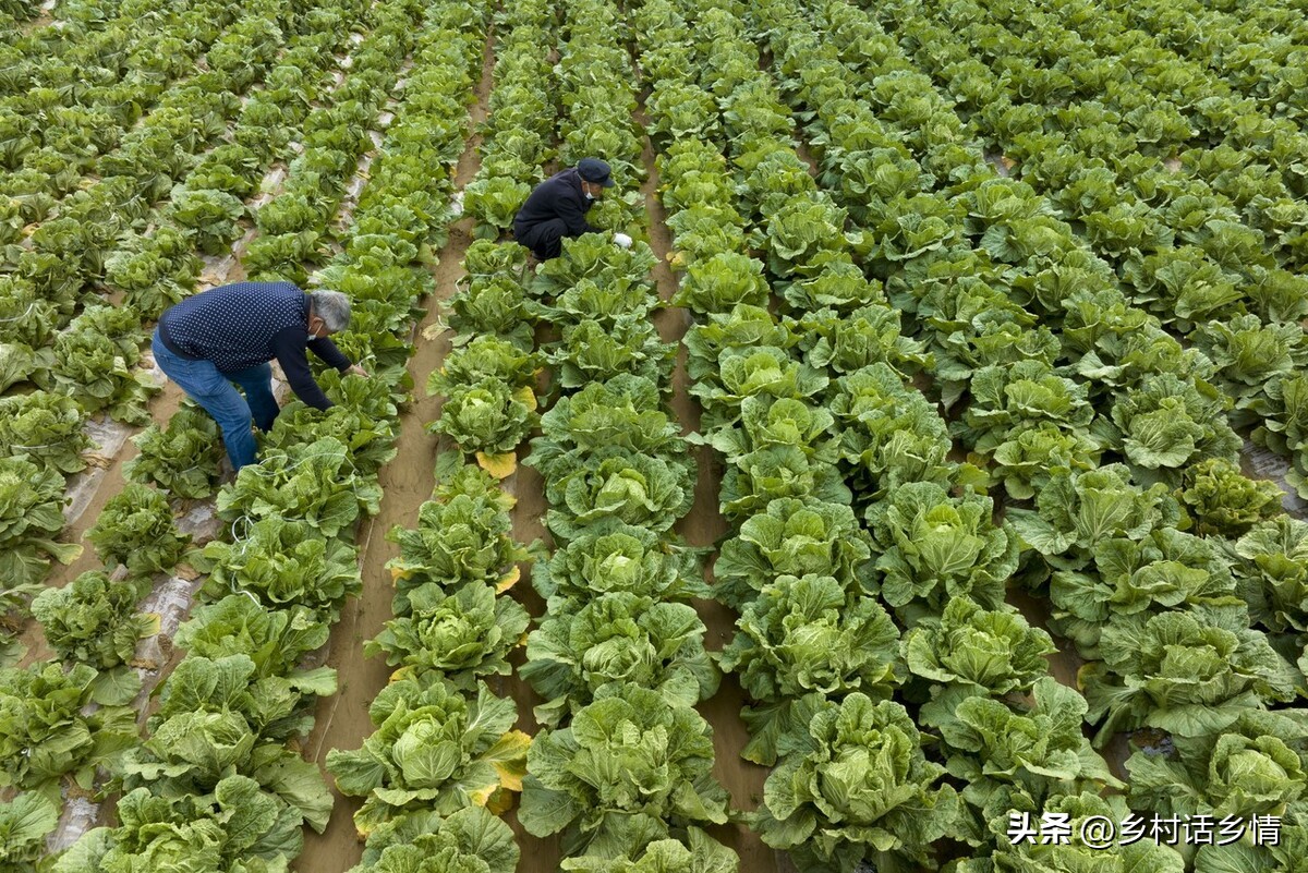 怎么治白菜黄叶和烂根,白菜烂根的偏方