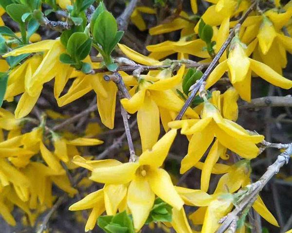 清明期间开的野花有哪些,清明节野花