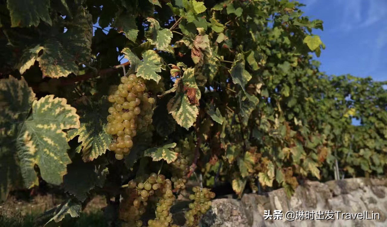 不在瑞士买不到的“低调贵族酒”,我尝到了