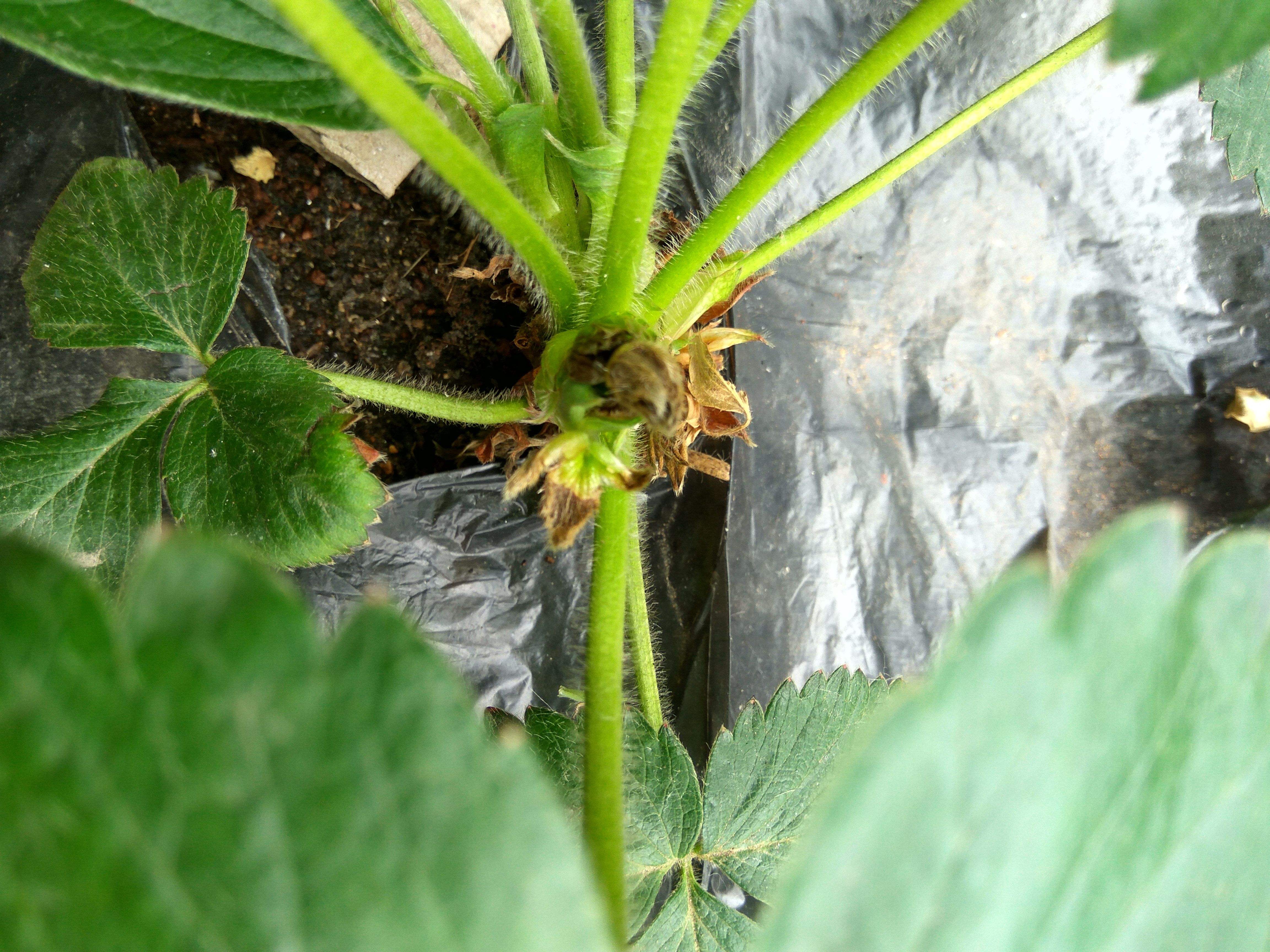 草莓浇水多了烂根怎么样补救,草莓烂根修剪好可以晒一下根吗