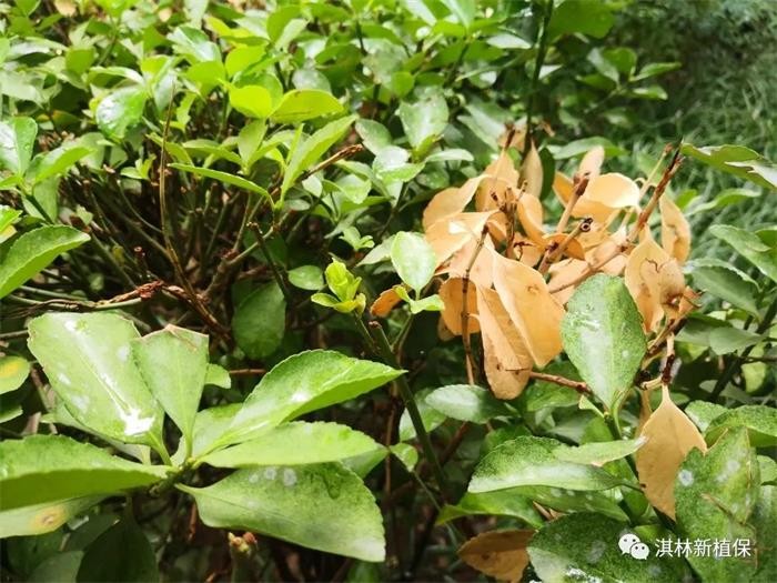 黄杨枝干白絮病,如何判断黄杨是根腐病