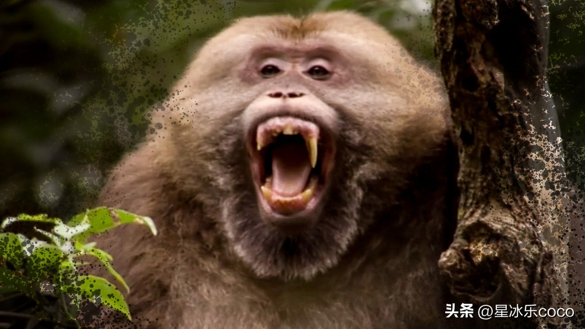 推荐8部bbc神级高分纪录片,bbc十部顶级纪录片下载